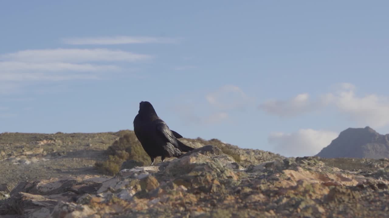 Raven in slow motion on the island of Fuerteventura of the Canary Islands, Spain.