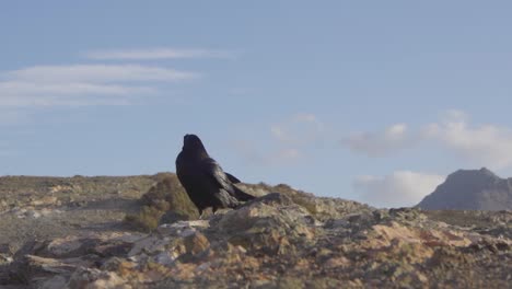 raven in slow motion on the island of fuerteventura of the canary islands, spain.