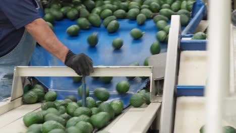 avocados rolling in a avocado packing house