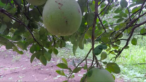 Eine-Gruppe-Von-Pomelo-Früchten,-Die-Am-Zweig-Hängen