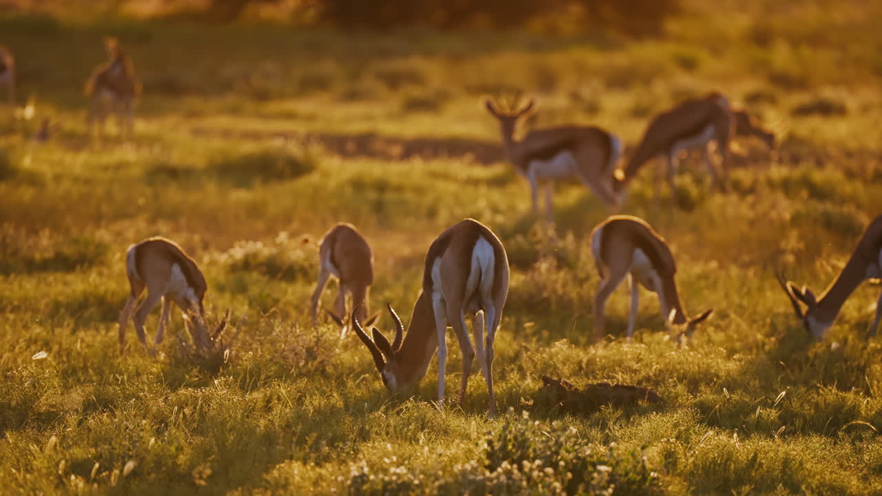 Springboks in the African Sunset
