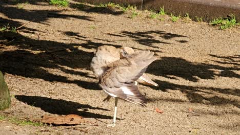 Bush-Stone-Curlew-in-Queensland-Australia