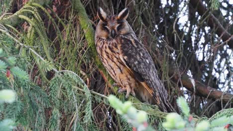 brown long eared owl perched on branch turning head