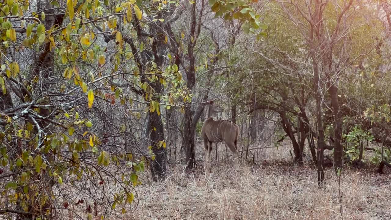 la hembra del kudu mayor (tragelaphus strepsiceros) durante la temporada seca en la reserva de vida silvestre de majete, malawi.