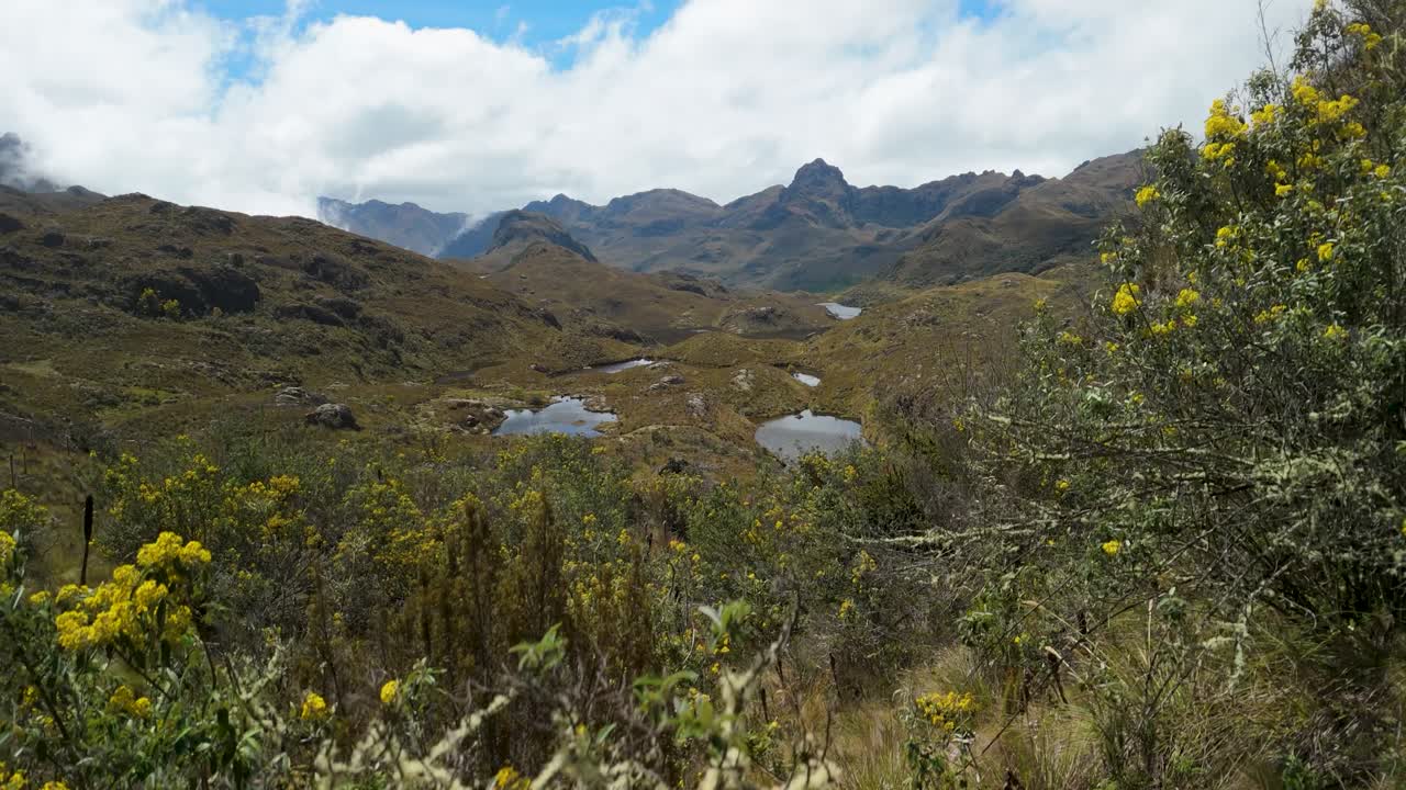 Toma aérea que comienza detrás de coloridas flores amarillas de montaña y se eleva para mostrar los vastos lagos glaciares y los escarpados picos andinos del Parque Nacional Cajas en Ecuador