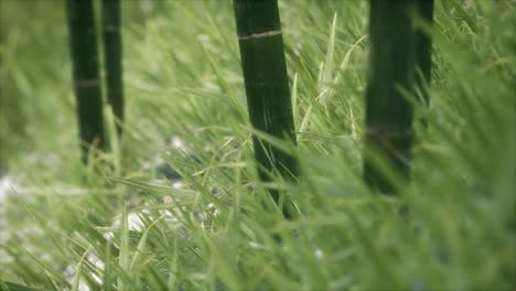 fresh green grass on the forest