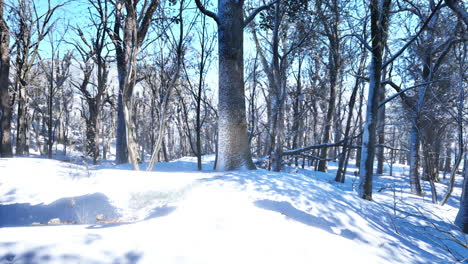 Forest-in-winter-time-at-sunset