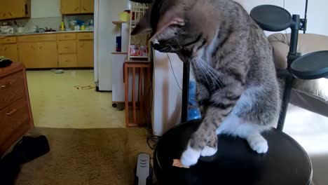 tabby cat sitting on a drum stool in the living room knocking a potato chip onto the carpet