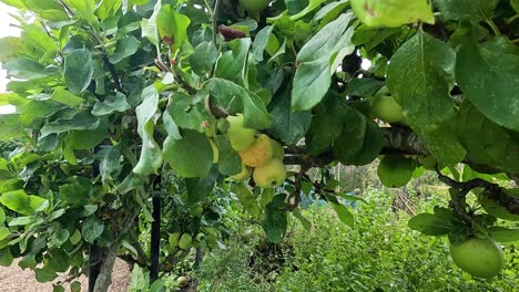 green and yellow apples on a tree