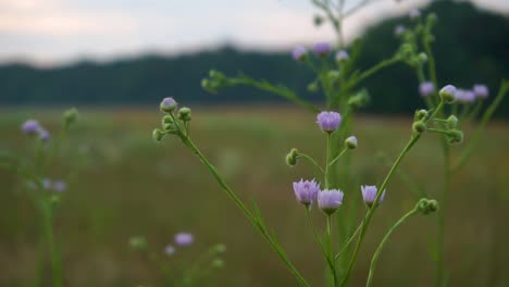 tall and small purple flowers in a field