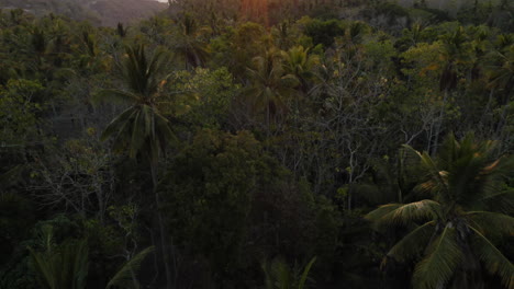 Luftaufnahme-Von-Palmen,-Drohne,-Die-Bei-Sonnenaufgang-über-Dem-Tropischen-Wald-über-Dem-Blätterdach-Fliegt.-Wunderschöne-Grüne-Landschaft-Indonesiens