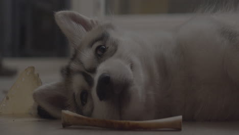 husky open eyes and wakes up from sleep on the floor with nose on a gnawed bone