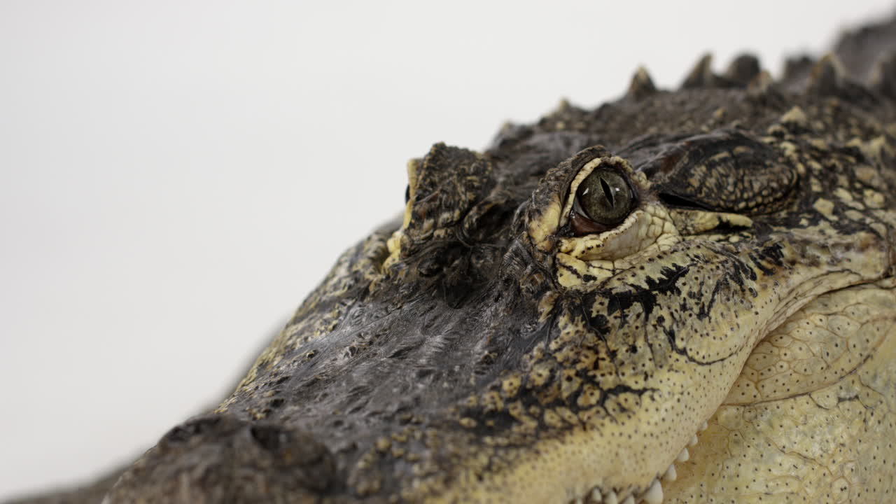 ojos de cocodrilo aislados en fondo blanco - toma panorámica
