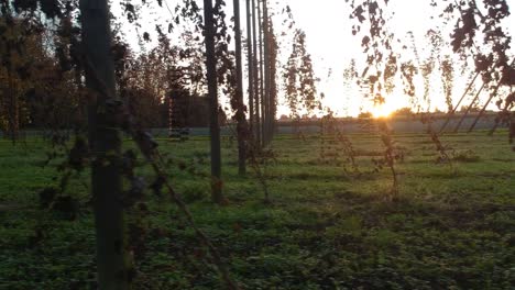 Vuelo-De-Drones-Dentro-De-Las-Vides-Durante-La-Puesta-De-Sol-En-El-Campo