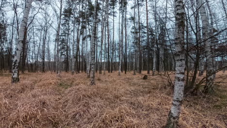 autumn-birch-grove-with-long-yellow-grass-on-a-cloudy-day,-time-lapse