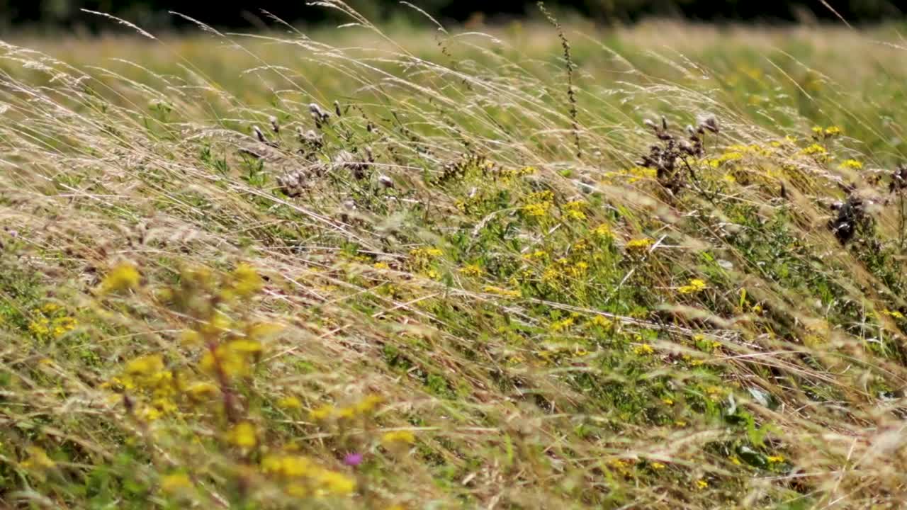 Close-up view of wildflowers and grass swaying gently in the wind.