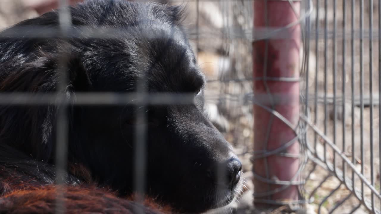 perro negro dentro de su jaula mirando a la cámara con ojos tristes