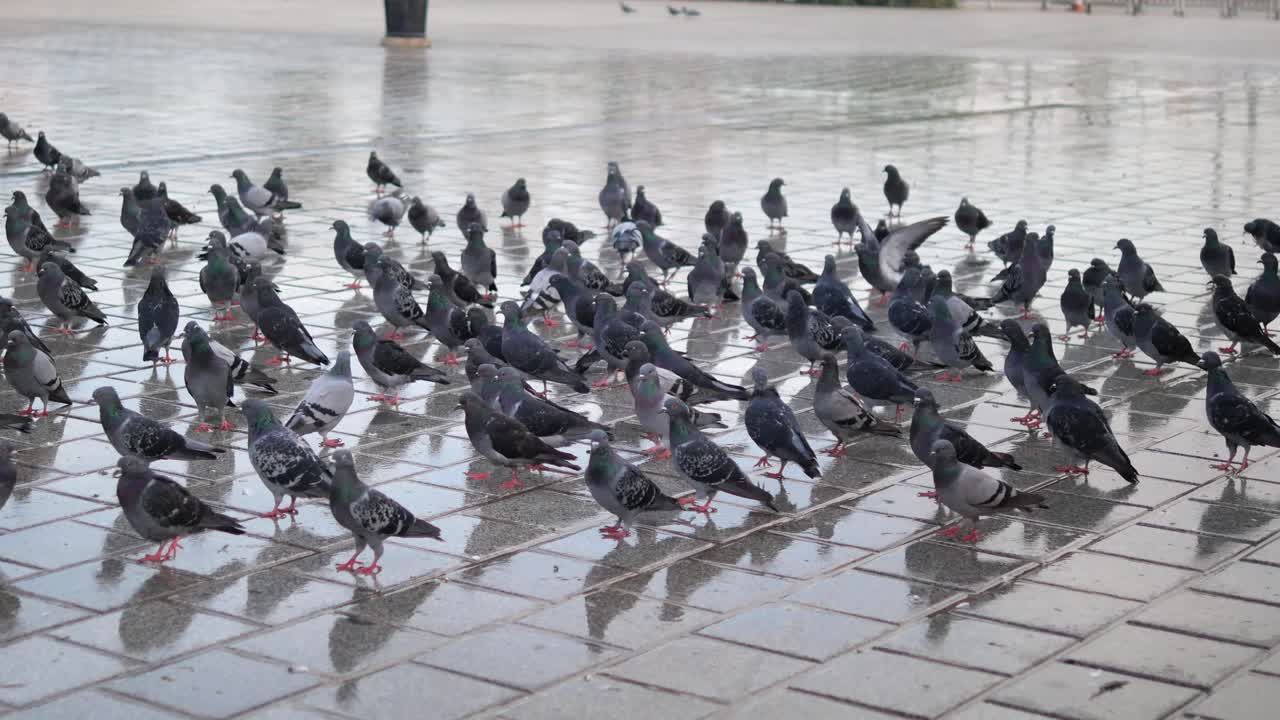 Flock of Pigeons in City Square