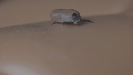 Full-of-blood-tick-crawling-on-person-skin,-extreme-macro-close-up-view