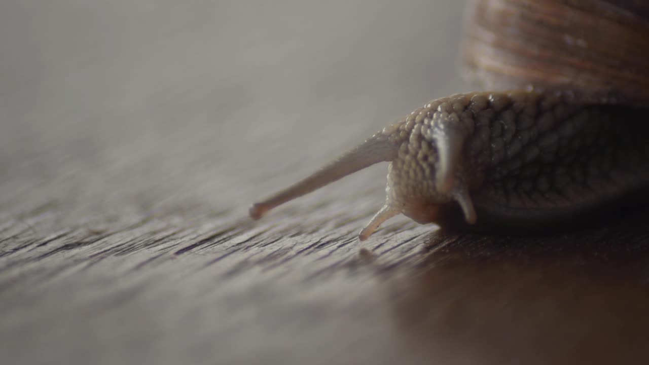 Close up with shallow depth of field at the head of a snail moving slowly on a table