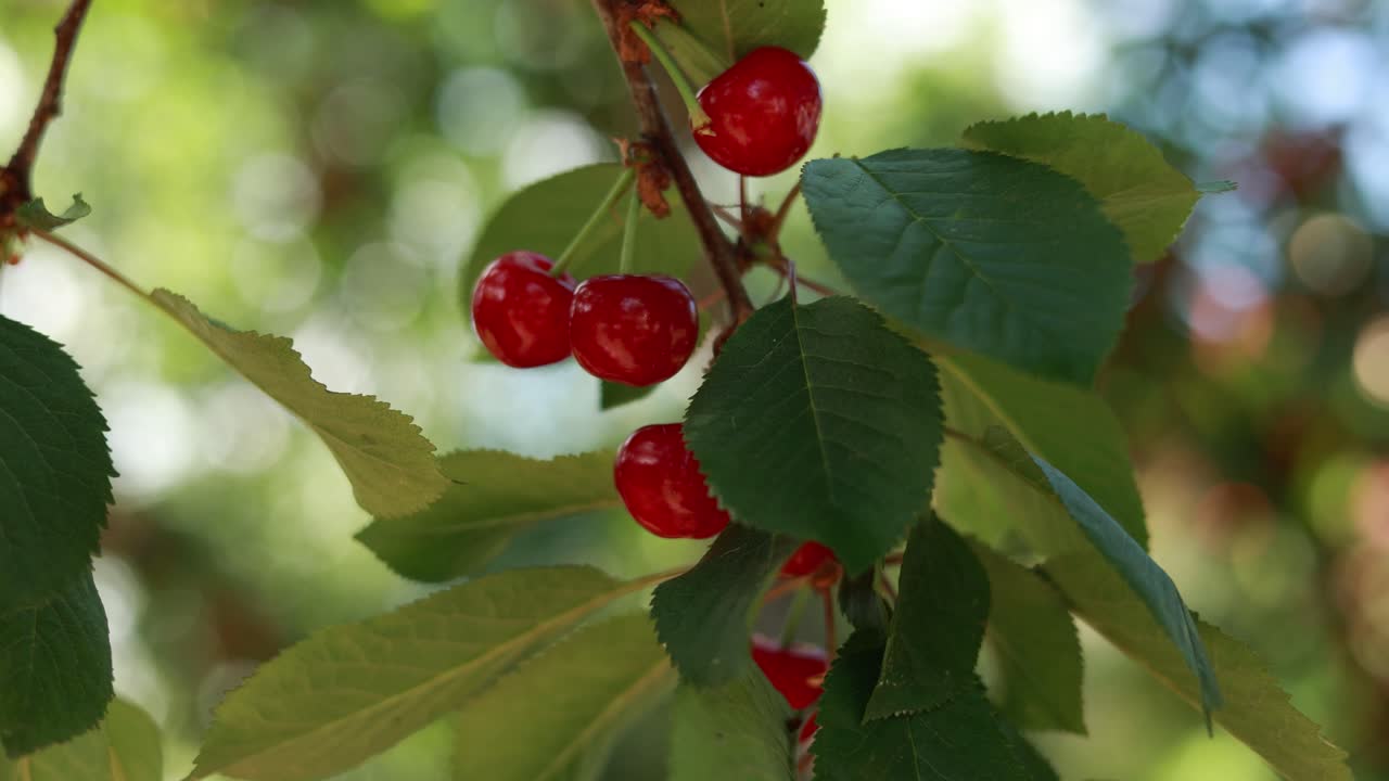 가지에 은 체리