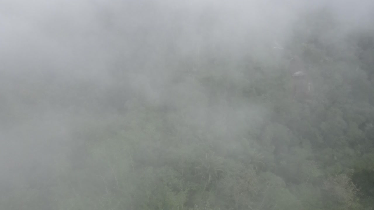 Foggy Forest Aerial View