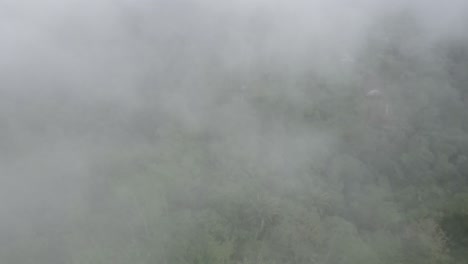 foggy forest aerial view