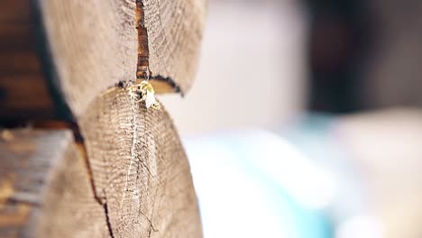 macro cámara lenta la abeja construye un nido entre los troncos en la casa de verano