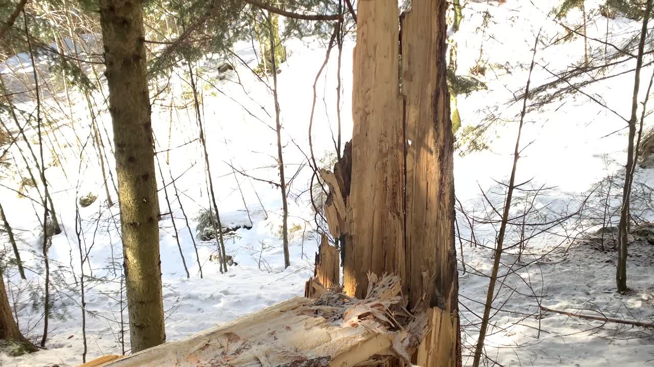 Fallen tree in the forest after a heavy snow storm. Storm damage. Broken and dangerous tree in winter. Climate change. The aftermath of a hurricane. Tree damaged by wind storm.