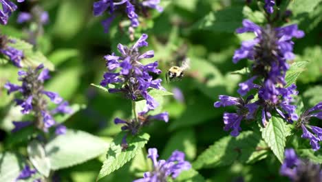 moscas de abeja bien iluminadas en cámara lenta a la apertura de la flor en forma de campana para recoger néctar