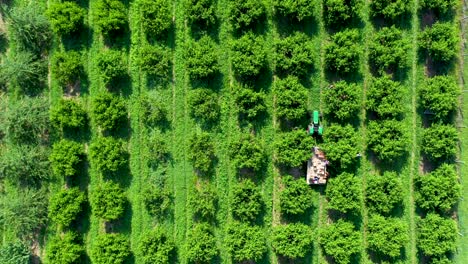 High-aerial-view-rising-while-looking-straight-down-on-tractor-with-flatbed-in-peach-orchard-during-the-harvest