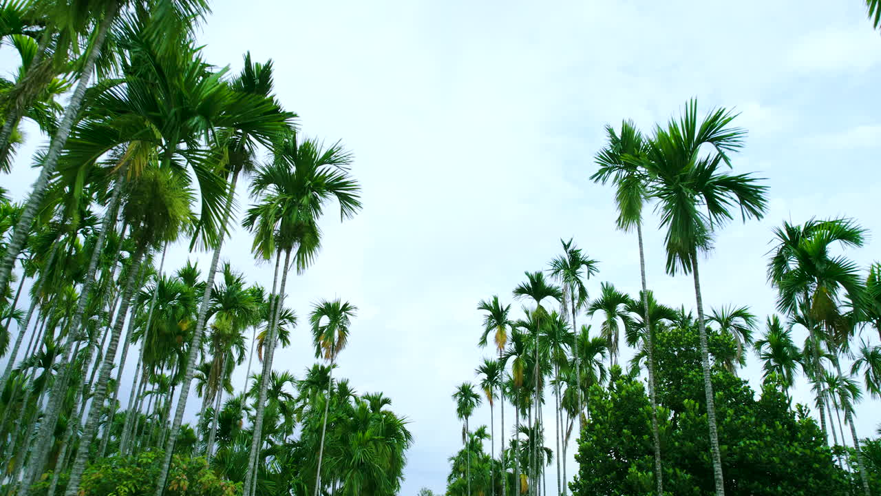 Drone shot of Green Areca nut and coconut palm trees found in the Terai region of Nepal