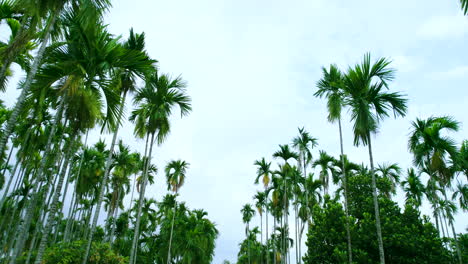 drone shot of green areca nut and coconut palm trees found in the terai region of nepal