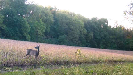 white tail deer - one doe and her fawn walk out of soybean field and look for predators in upper midwest in early autumn