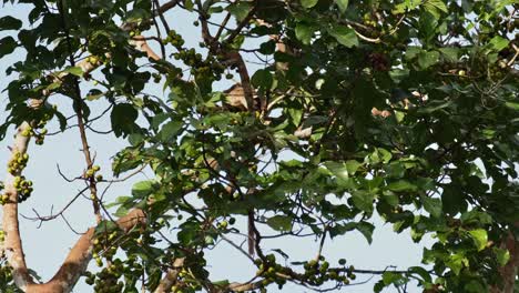 moviéndose dentro del follaje de este árbol frutal, la civeta de palma de tres rayas arctogalidia trivirgata, tailandia