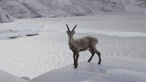 alpine ibex on a glacier lake