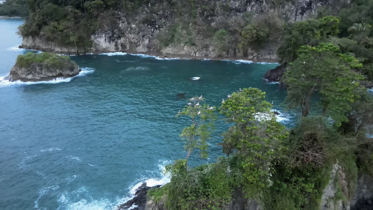 Drone approaching multiple large pelicans nesting in big numbers in a tree near Quepos, Costa Rica