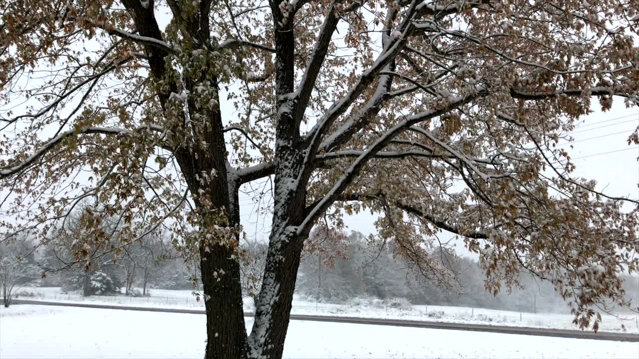 Snow falling in the rural Missouri Ozarks on a white oak tree.