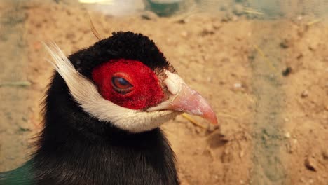 Poultry-in-cages-looking-at-the-camera