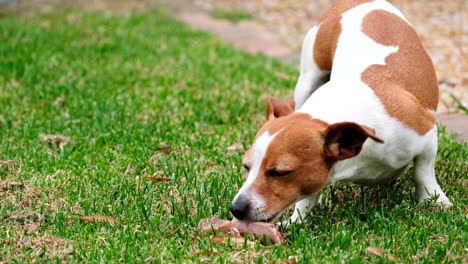 jack russell terrier puppy chews on juicy bone on grass outside, telephoto