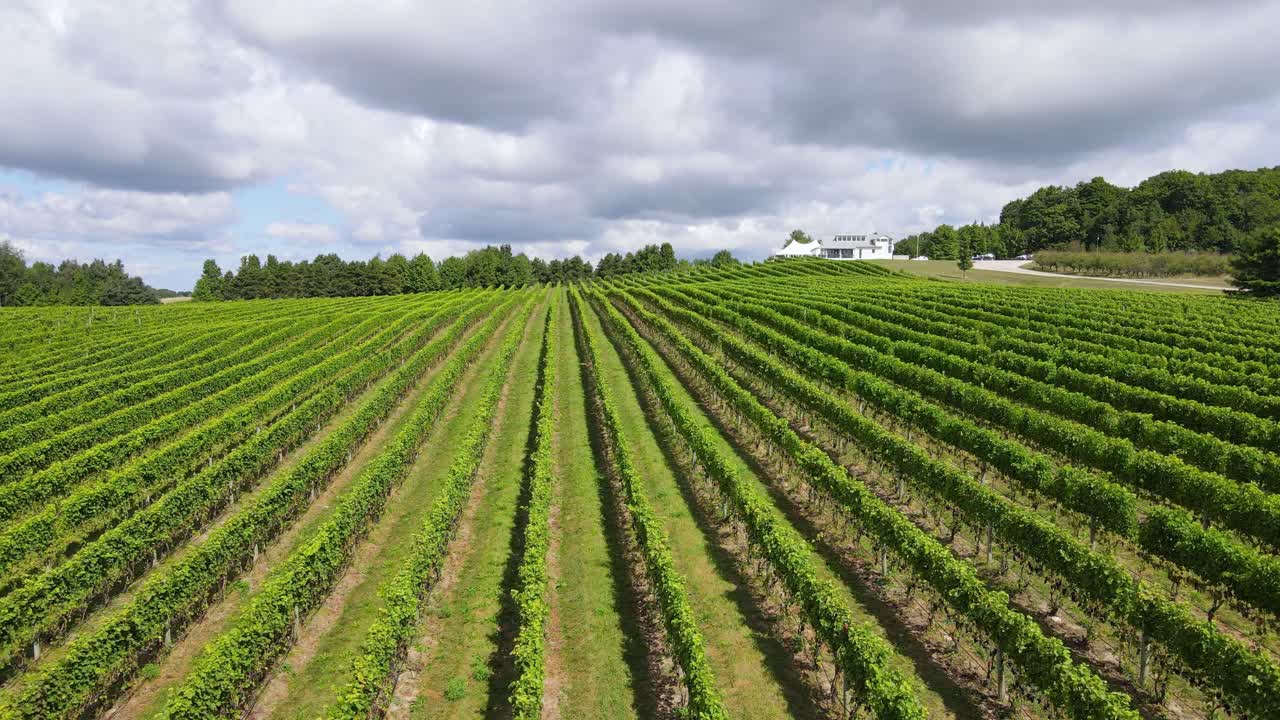 Vakre vinranker i Michigan, USA, sett ovenfra
