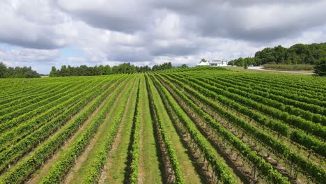 beautiful grape plant lines in michigan, usa, aerial view