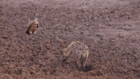 hyena and vulture in open woodlands in kidepo valley national park, uganda, east africa. static shot