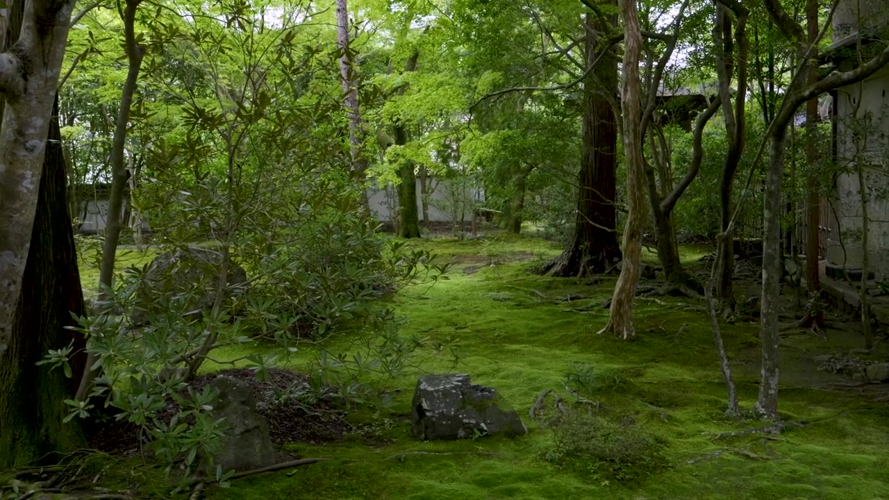 夏の日本庭園に広がる完璧に手入れされた緑豊かな風景