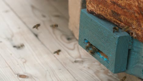 Bees-gather-near-a-swarm-box,-a-common-method-for-capturing-a-swarm-of-bees