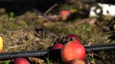 manzanas caídas cerca de una tubería de riego en un huerto