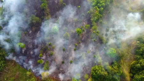 los incendios forestales amenazan a los animales en los bosques tropicales de australia - toma aérea de drones