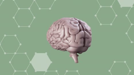 animación de un cerebro humano girando sobre un fondo verde