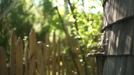 Bees-crowding-on-the-entrance-to-the-hive-during-honey-harvest-in-spring