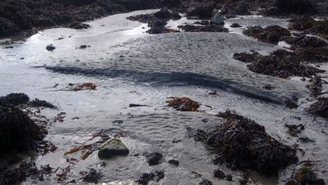 Plano-Amplio-De-Agua-De-Mar-Que-Desemboca-En-El-Mar-Durante-La-Marea-Baja-Con-Algas